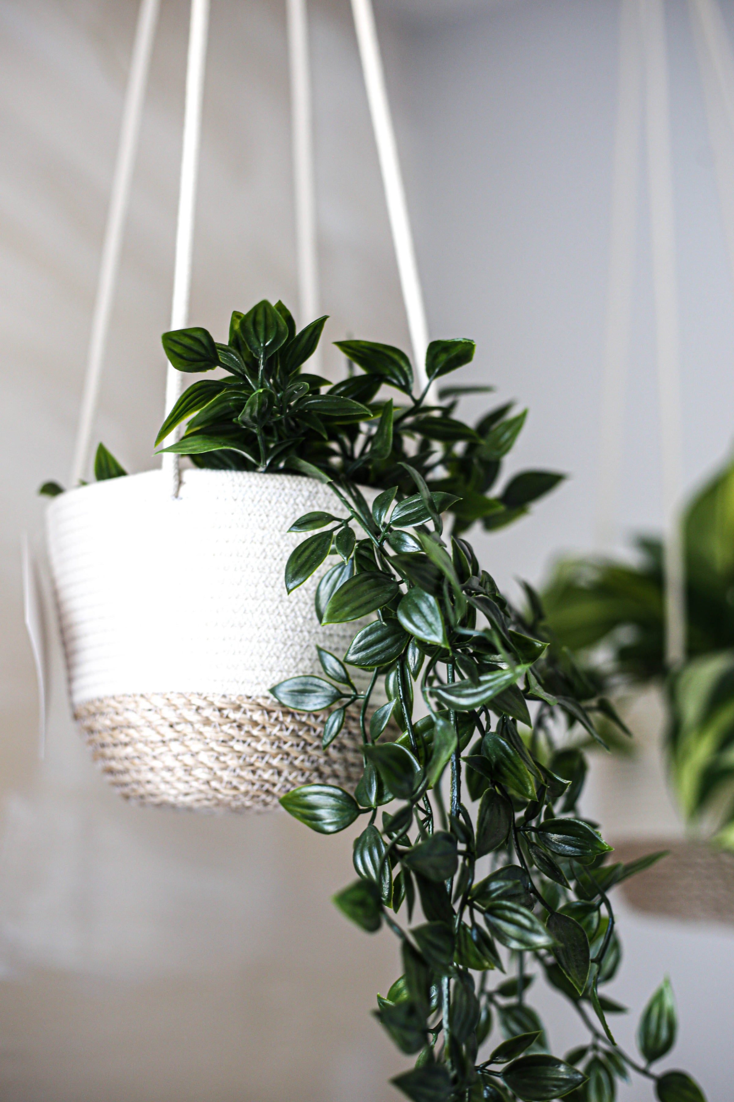 Hanging Planters and Pots